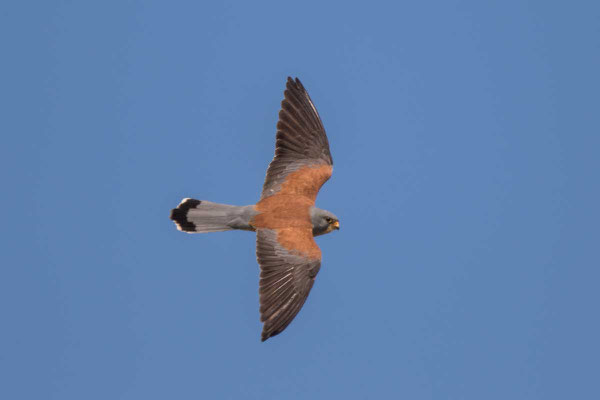 Rötelfalke,  Lesser kestrel, Falco naumanni - 3