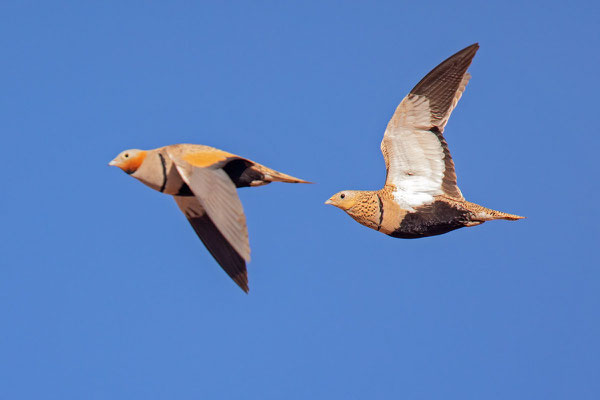 Sandflughuhn (Pterocles orientalis) auf der Insel Fuerteventura.