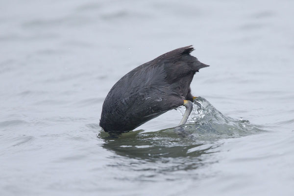 Blässhuhn (Fulica atra) - 4