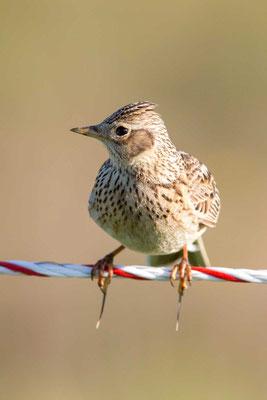 Slylark (Alauda arvensis) - 3