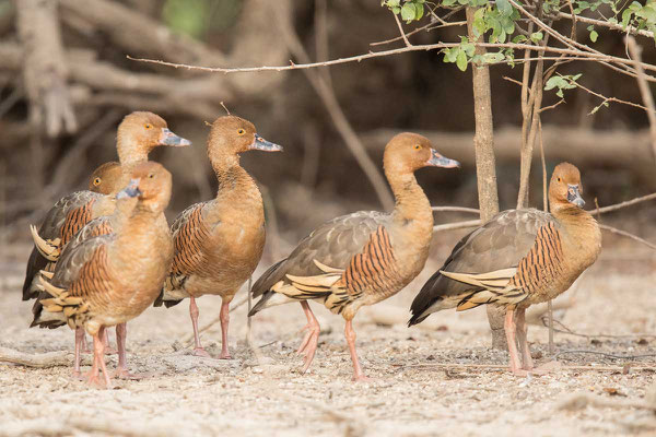 Sichelpfeifgänse am Uferrand von Yellow Water einer Billabong im Kakadu National Pal