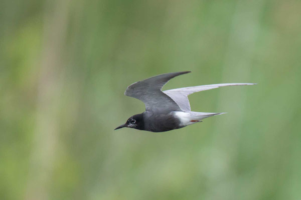 Trauerseeschwalbe (Chlidonias niger) - 1