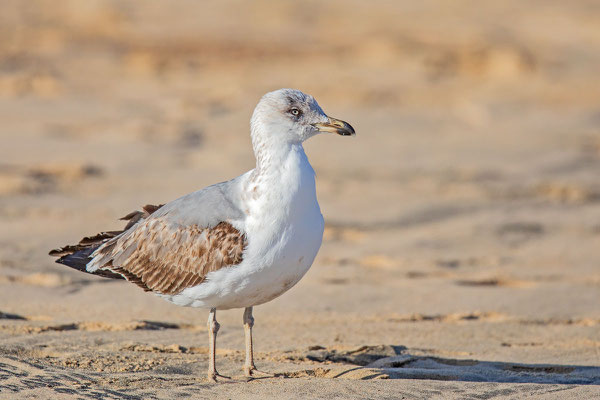 Korallenmöwe (Ichthyaetus audouiniiu) im 1. Winter am Strand der Insel Fuerteventura.