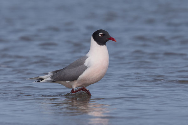 Präriemöwe (Leucophaeus pipixcan)