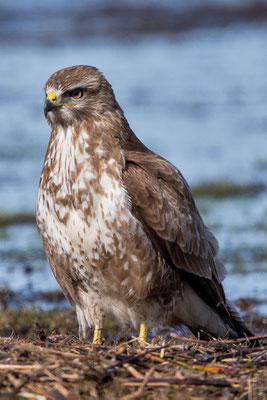 Mäusebussard (Buteo buteo) - 3