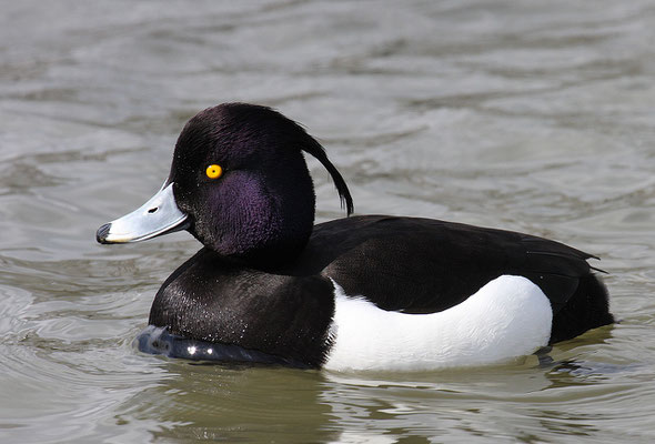 Reiherente,  Aythya fuligula, Tufted Duck - 15