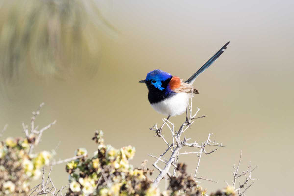 Weißbauch-Staffelschwanz, Variegated Fairy-wren, Malurus lamberti - 2