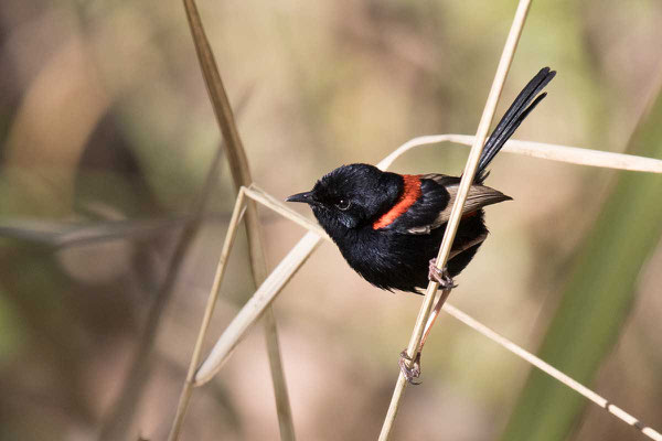 Rotrücken-Staffelschwanz, Red-backed fairywren, Malurus melanocephalus - 3