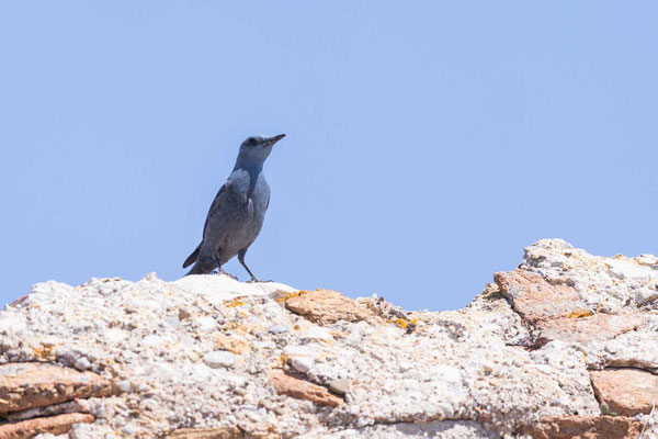 Blaumerle (Monticola solitarius) - 3