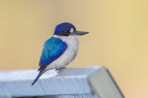 Spiegelliest (Todiramphus macleayii)  - Forest kingfisher - 4