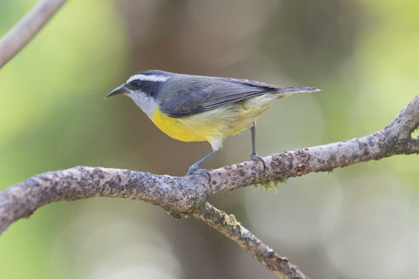 Zuckervogel (Coereba flaveola) - Bananaquit - 3