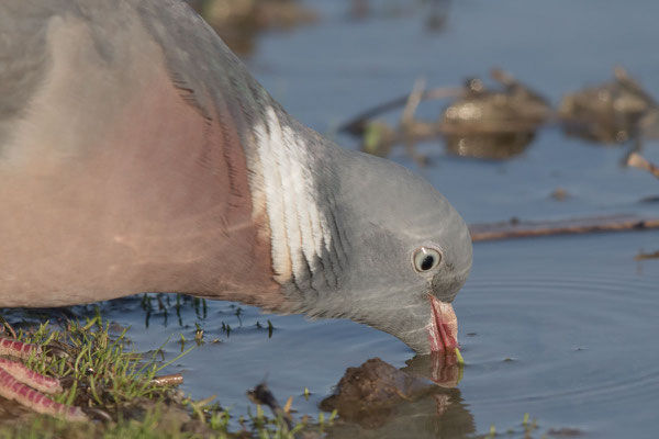 Ringeltaube (Columba palumbus) - 1