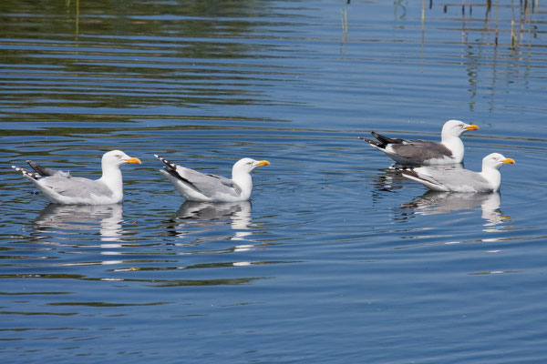 Silbermöwe (Larus argentatus) - 15