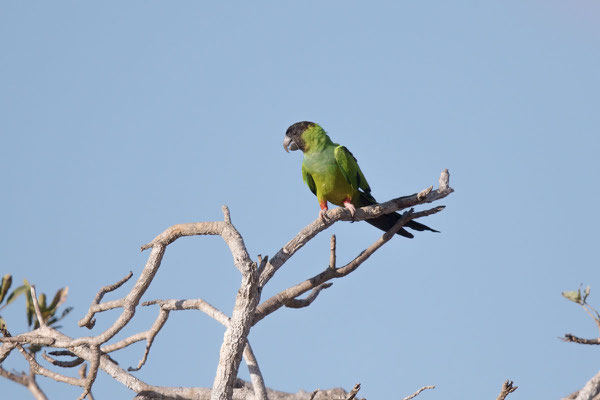 Nandaysittich (Aratinga nenday)  - 2