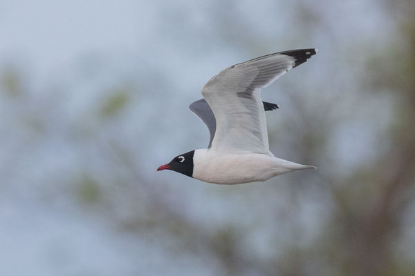 Präriemöwe (Leucophaeus pipixcan)