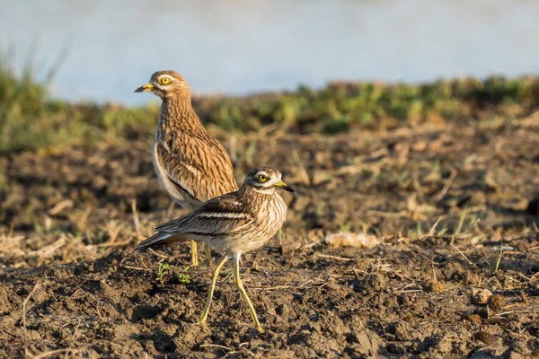 Triel, Stone-curlew, Burhinus oedicnemus - 4