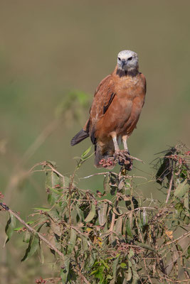 Fischbussard (Busarellus nigricollis) - 4