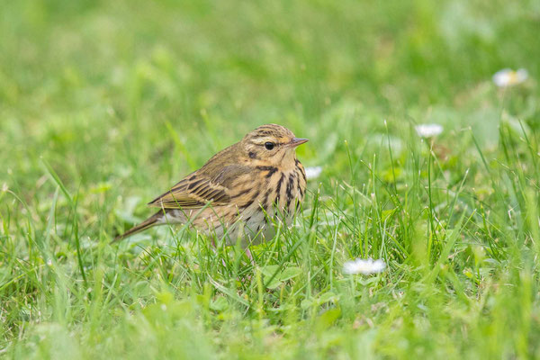 Waldpieper (Anthus hodgsoni) - 2