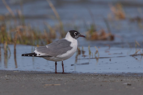 Präriemöwe (Leucophaeus pipixcan)