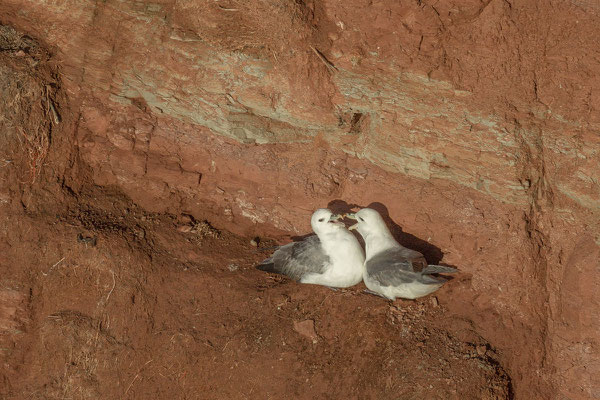 Eissturmvogel (Fulmarus glacialis) - 2