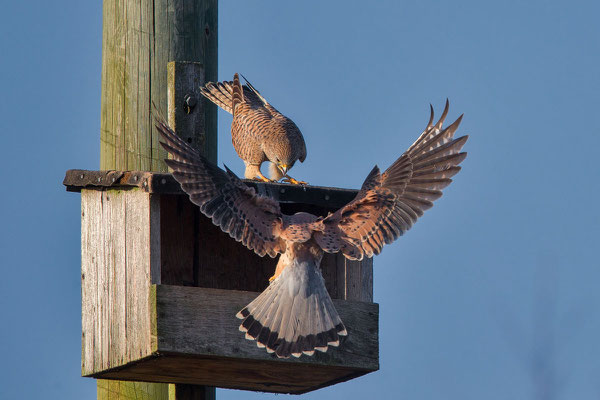 Männlicher Turmfalke (Falco tinnunculus) - 5