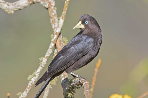 Rotbürzelkassike (Cacicus haemorrhous) - Red-rumped Cacique - 1