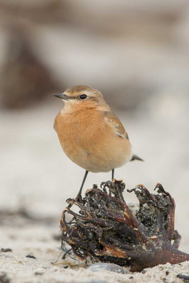 Weibchenfarbener Steinschmätzerauf der Insel Hegoland im Oktober 2014