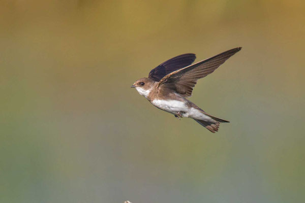 Uferschwalbe (Riparia riparia) - Sand Martin - 4