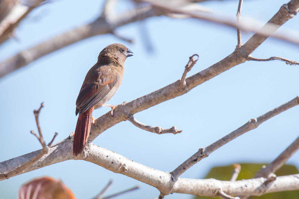 Weiblicher Sonnenastrild, Crimson finch, Neochmia phaeton - 2