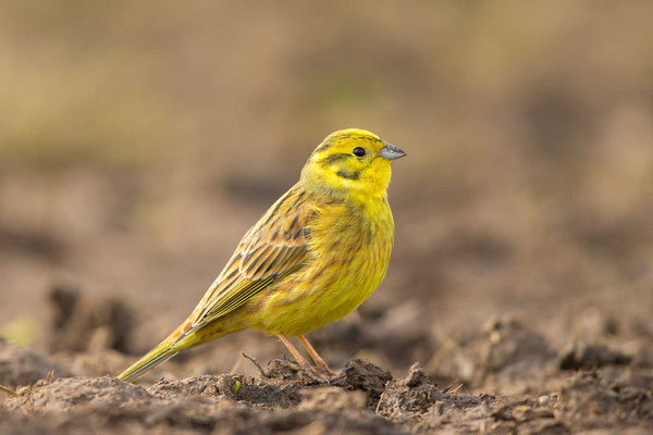 Goldammer (Emberiza citrinella) - Yellowhammer - 6