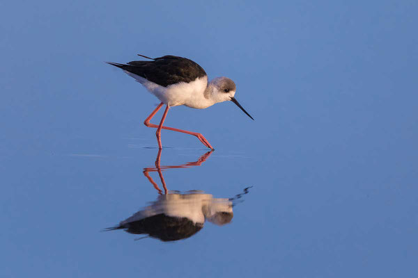 Weißgesicht-Stelzenläufer, white-headed stilt, Himantopus leucocephalus - 2