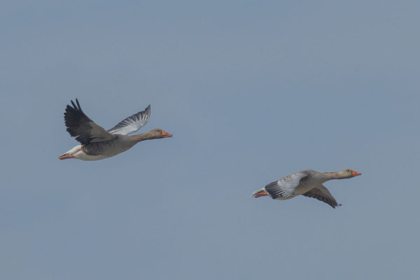 Graugans, Anser anser, Greylag goose - 7