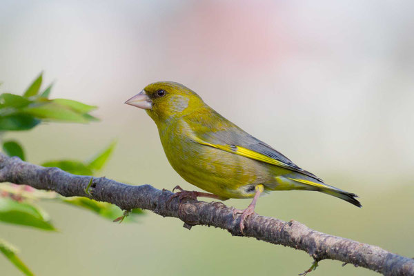 Grünfink (Carduelis chloris) - European greenfinch - 6