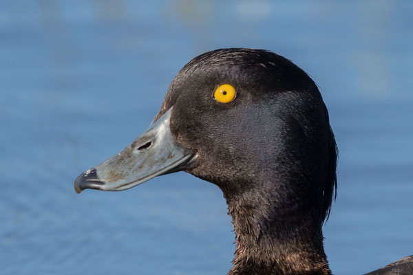 Reiherente,  Aythya fuligula, Tufted Duck -  6