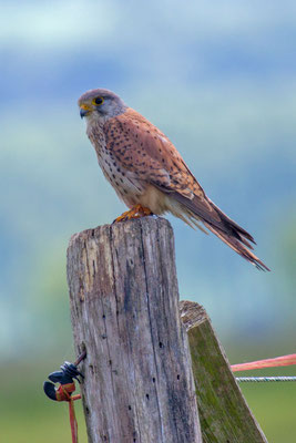 Männlicher Turmfalke (Falco tinnunculus) - 8