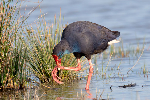 Purpurhuhn (Porphyrio porphyrio) - 7