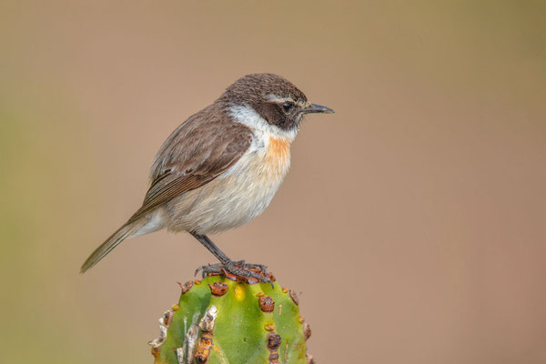 Männlicher Kanarenschmätzer (Saxicola dacotiae) im botanischen Garten der Insel Fuerteventura.