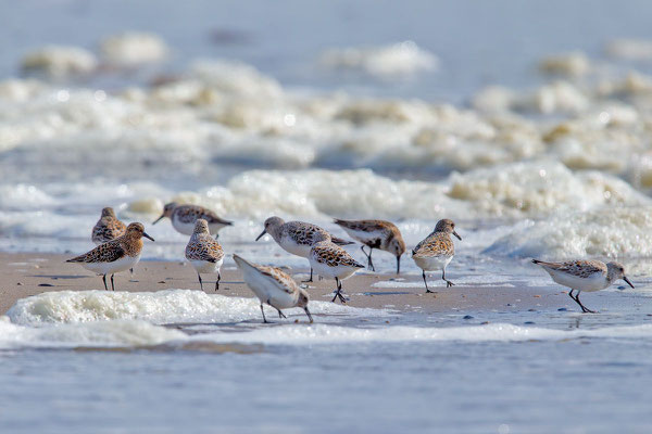 Sanderling (Calidris alba) - 3