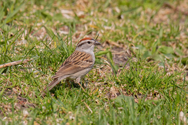 Schwirrammer (Spizella passerina)