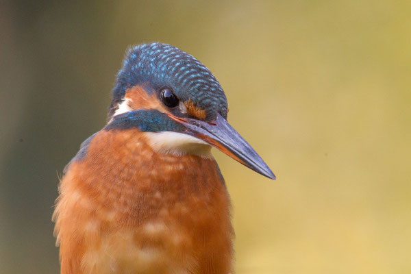 Eisvogel (Alcedo atthis) - 9