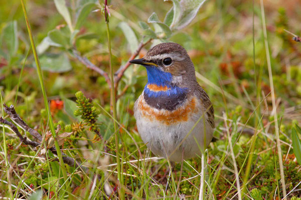 Männliches Rotsterniges Blaukehlchen (Luscinia svecica svecica) auf der norwegischen Halbinsel Varanger.