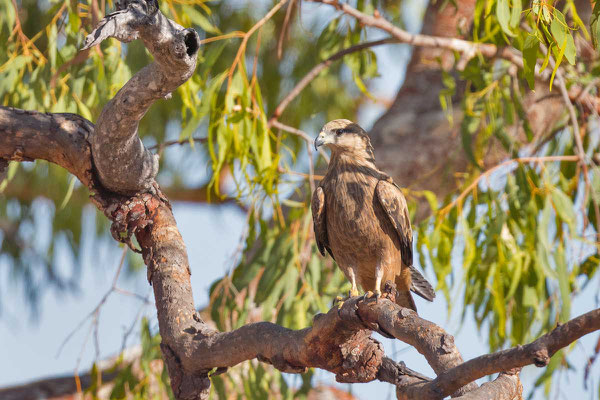 Keilschwanzweih, Whistling kite, Haliastur sphenurus - 8