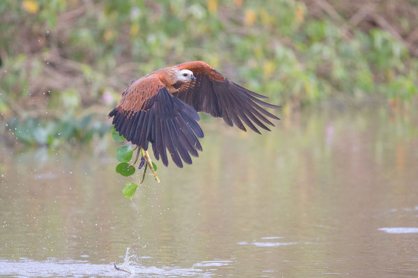 Fischbussard (Busarellus nigricollis) - 1