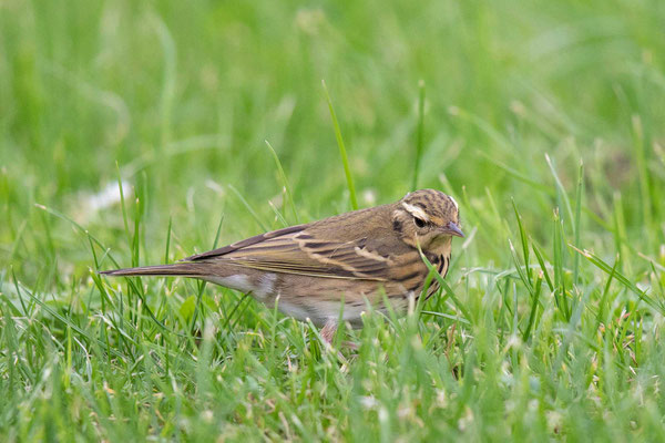 Waldpieper (Anthus hodgsoni) - 1