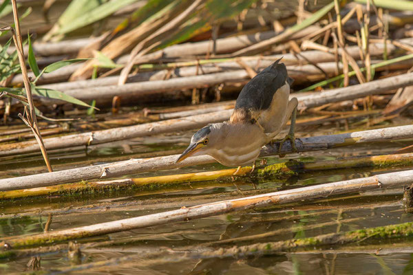 Zwergdommel (Ixobrychus minutus) - Little bittern - 12