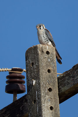 Buntfalke (Falco sparverius) - 1