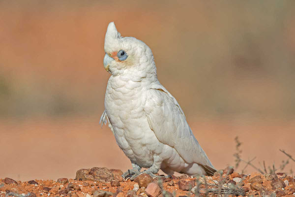 Nacktaugenkakadu, Little corella, Cacatua sanguinea - 1