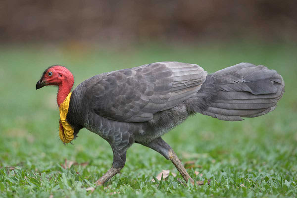 Buschhuhn (Alectura lathami) - Australian brushturkey - 4