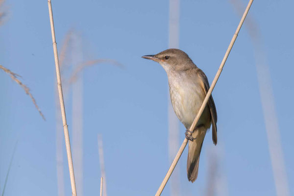 Drosselrohrsänger (Acrocephalus arundinaceus) - 4