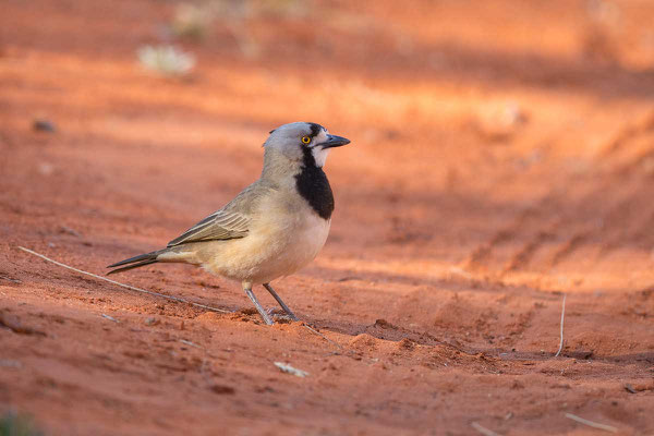 Haubendickkopf, Crested bellbird, Oreoica gutturalis - 3